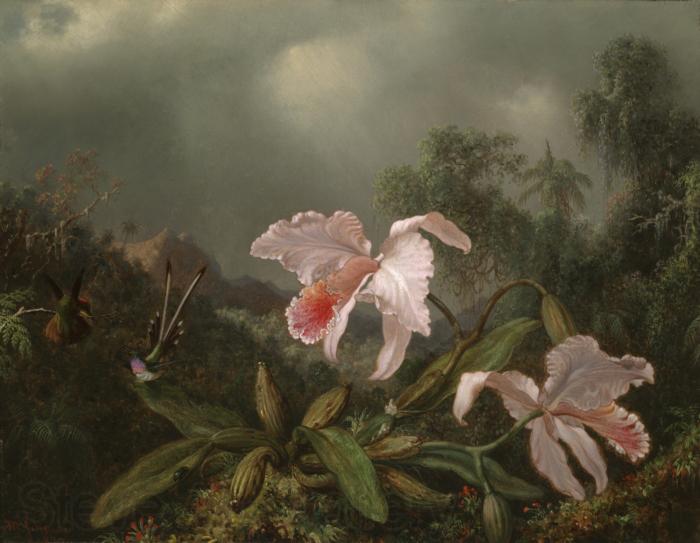 Martin Johnson Heade Jungle Orchids and Hummingbirds France oil painting art